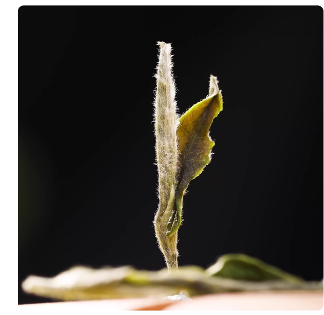 福鼎白茶白牡丹王荒野花香